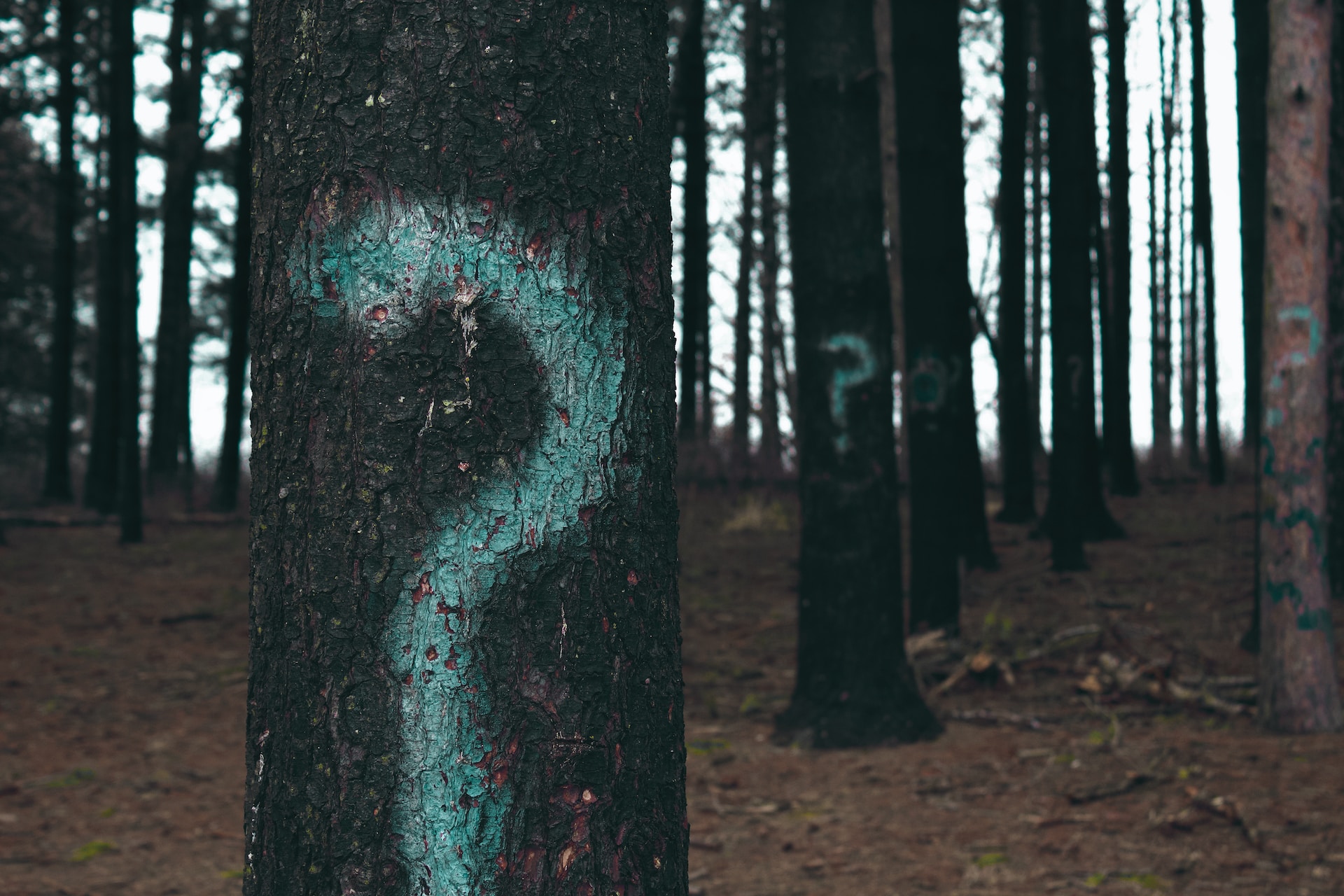 Wood with trees that have question marks painted on them.
